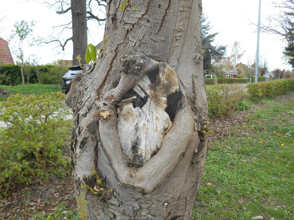 Beschädigter Baum an einer Straße