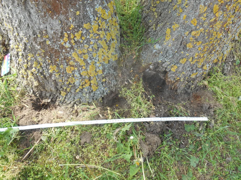 Begutachtung eines Baumes