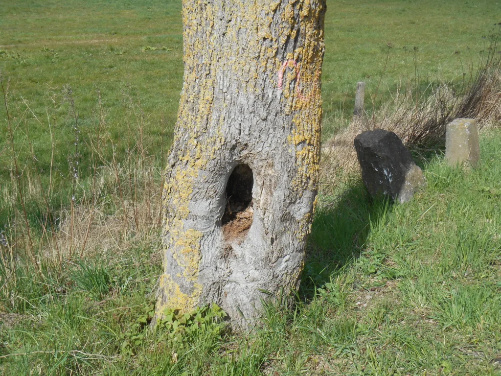 Baum mit großem Loch im Stamm