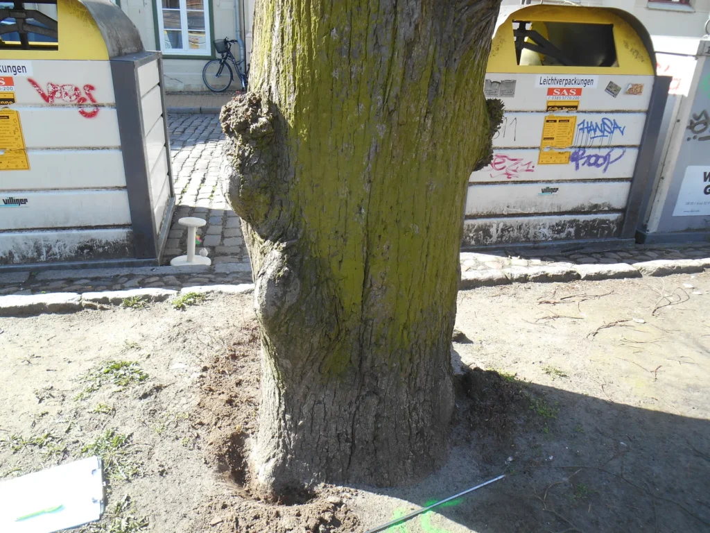 Prüfung eines Baumes im Stadtgebiet
