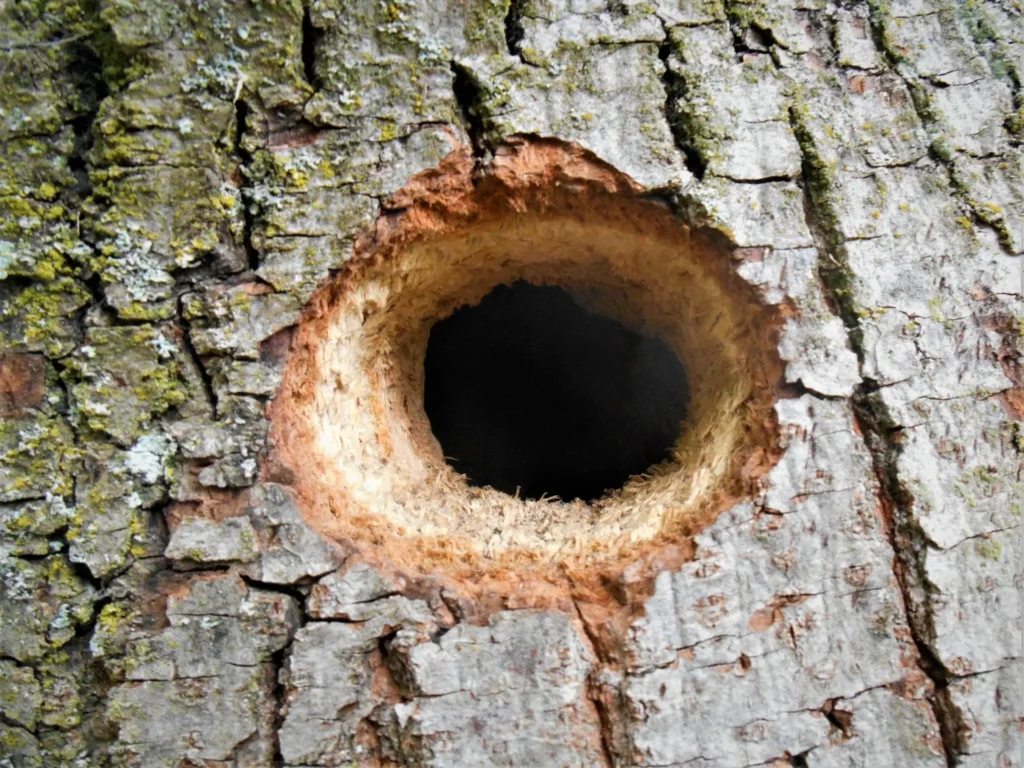 Spechtloch in einem Baum