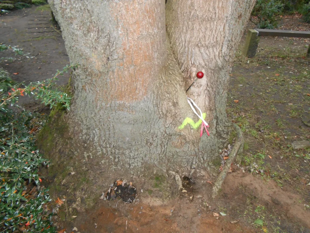 Kontrolle eines Baumes