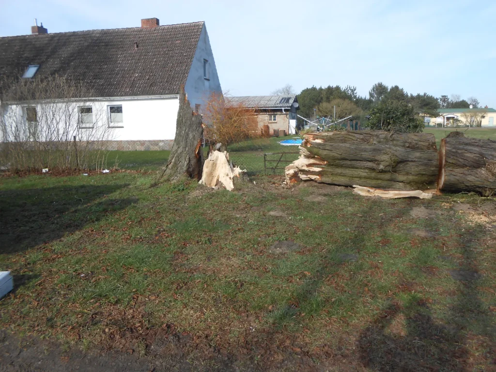 Umgestürzter Baum