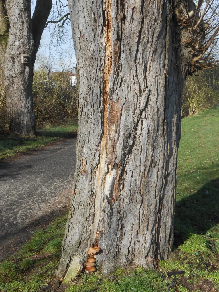 Baum mit sichtbaren Schäden