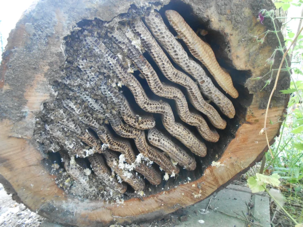 Bienennest in einem Baumstamm