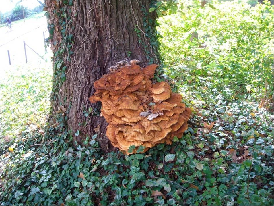 Pilz an einem Baum